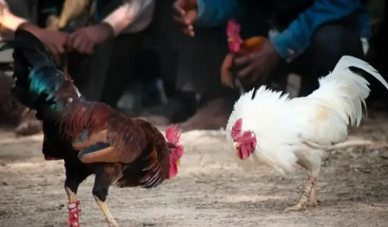 Những kinh nghiệm cần biết khi chơi đá gà trực tiếp Thomo